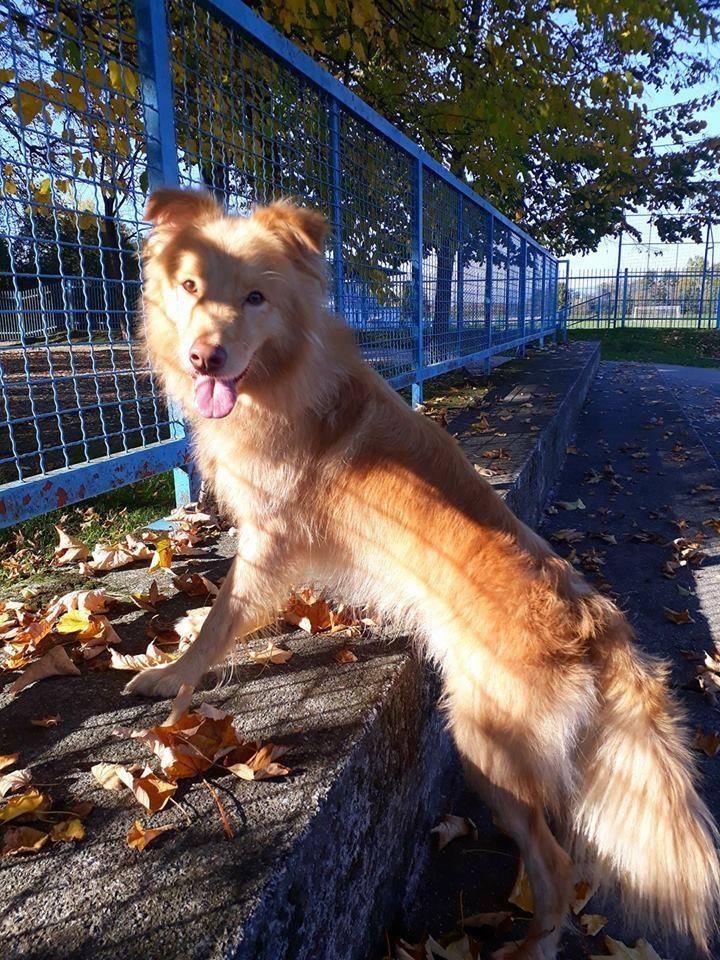 Ovo nije potraga za Nemom, ovdje Nemo traži novi dom!