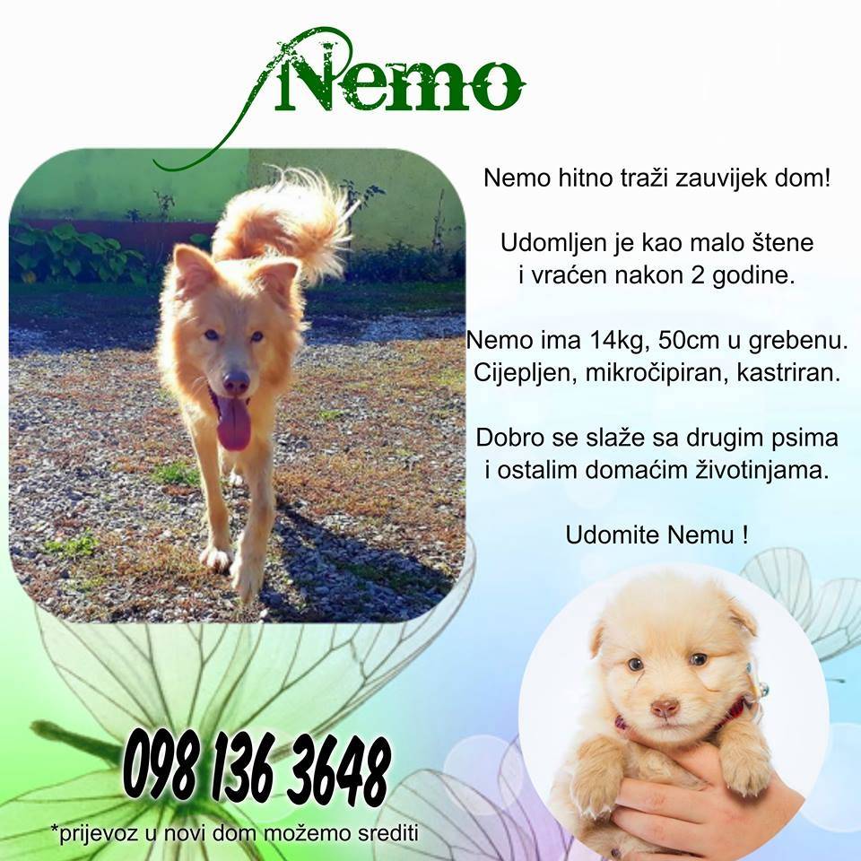 Ovo nije potraga za Nemom, ovdje Nemo traži novi dom!