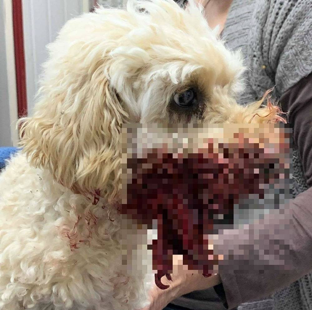 UPOZORENJE! Uznemirujuće fotografije: ʼSusjedov pit bull nam je rastrgao pudlicu. Strahujemo za djecuʼ