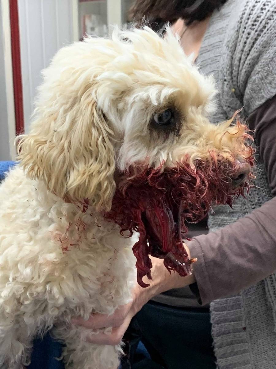 UPOZORENJE! Uznemirujuće fotografije: ʼSusjedov pit bull nam je rastrgao pudlicu. Strahujemo za djecuʼ