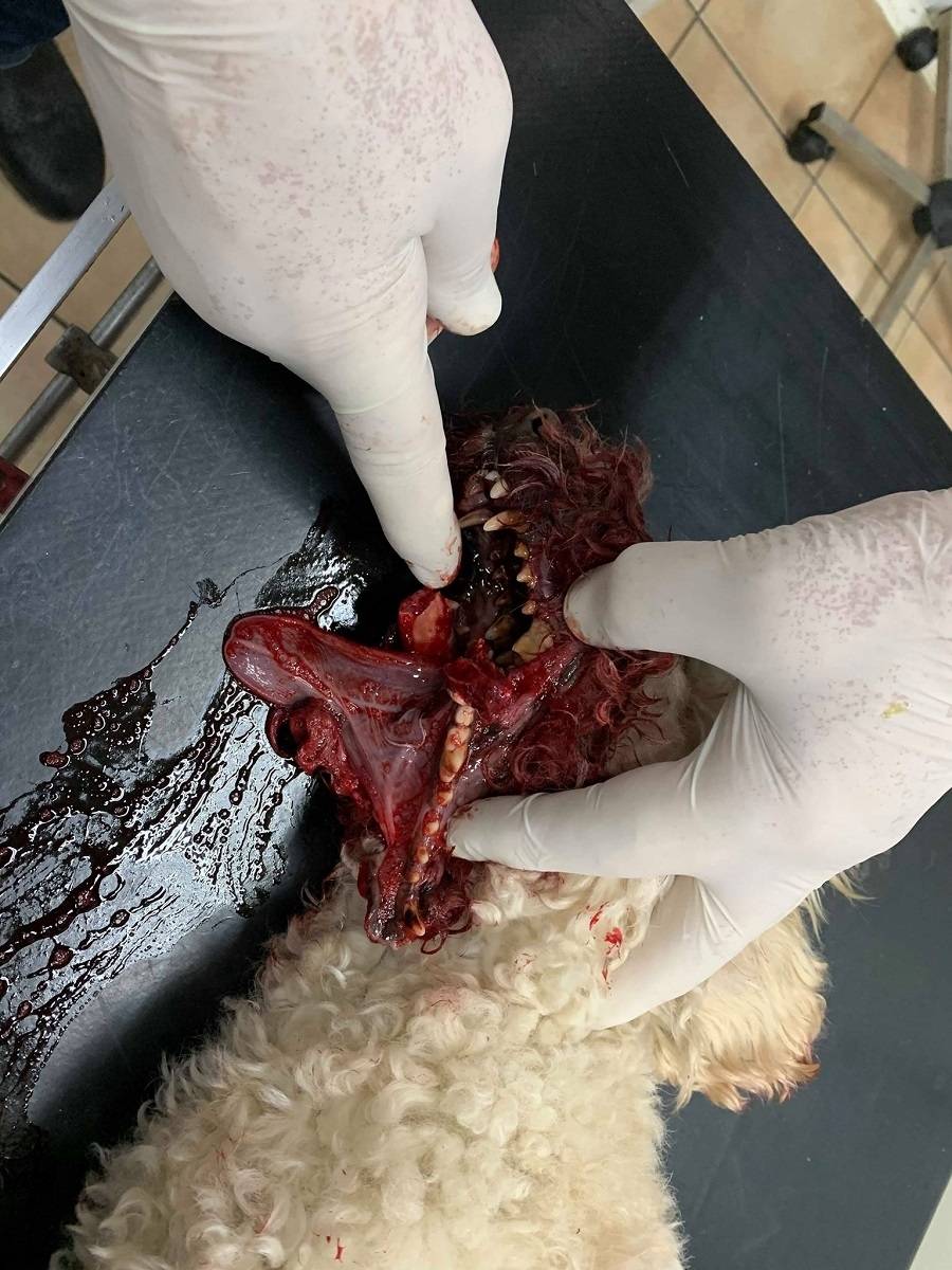 UPOZORENJE! Uznemirujuće fotografije: ʼSusjedov pit bull nam je rastrgao pudlicu. Strahujemo za djecuʼ