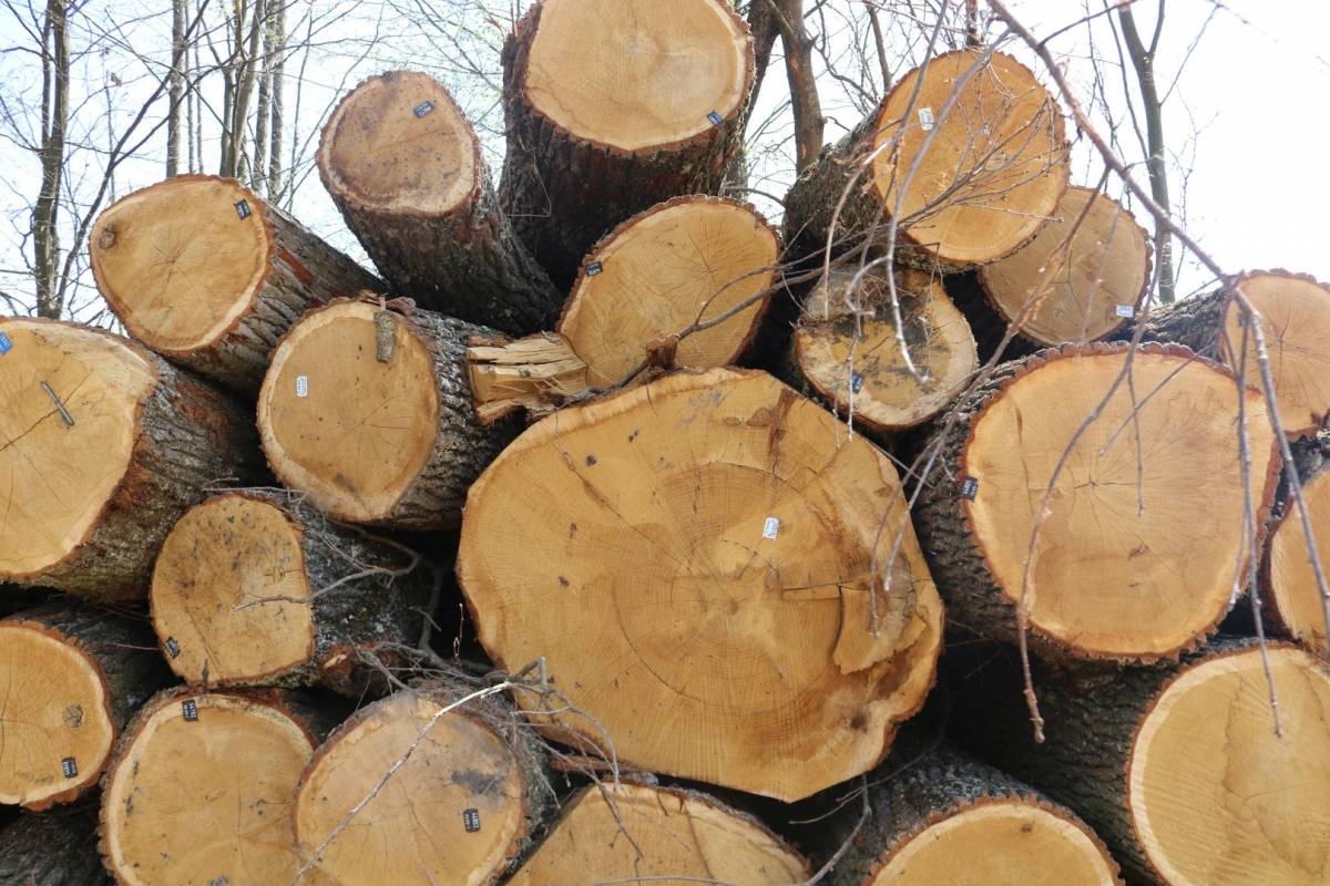 Hrvatske šume ʺkulturnoʺ kod Trapara porušili 150-to godišnje hrastove