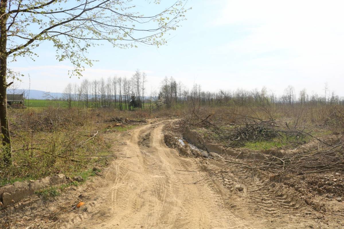 Hrvatske šume ʺkulturnoʺ kod Trapara porušili 150-to godišnje hrastove