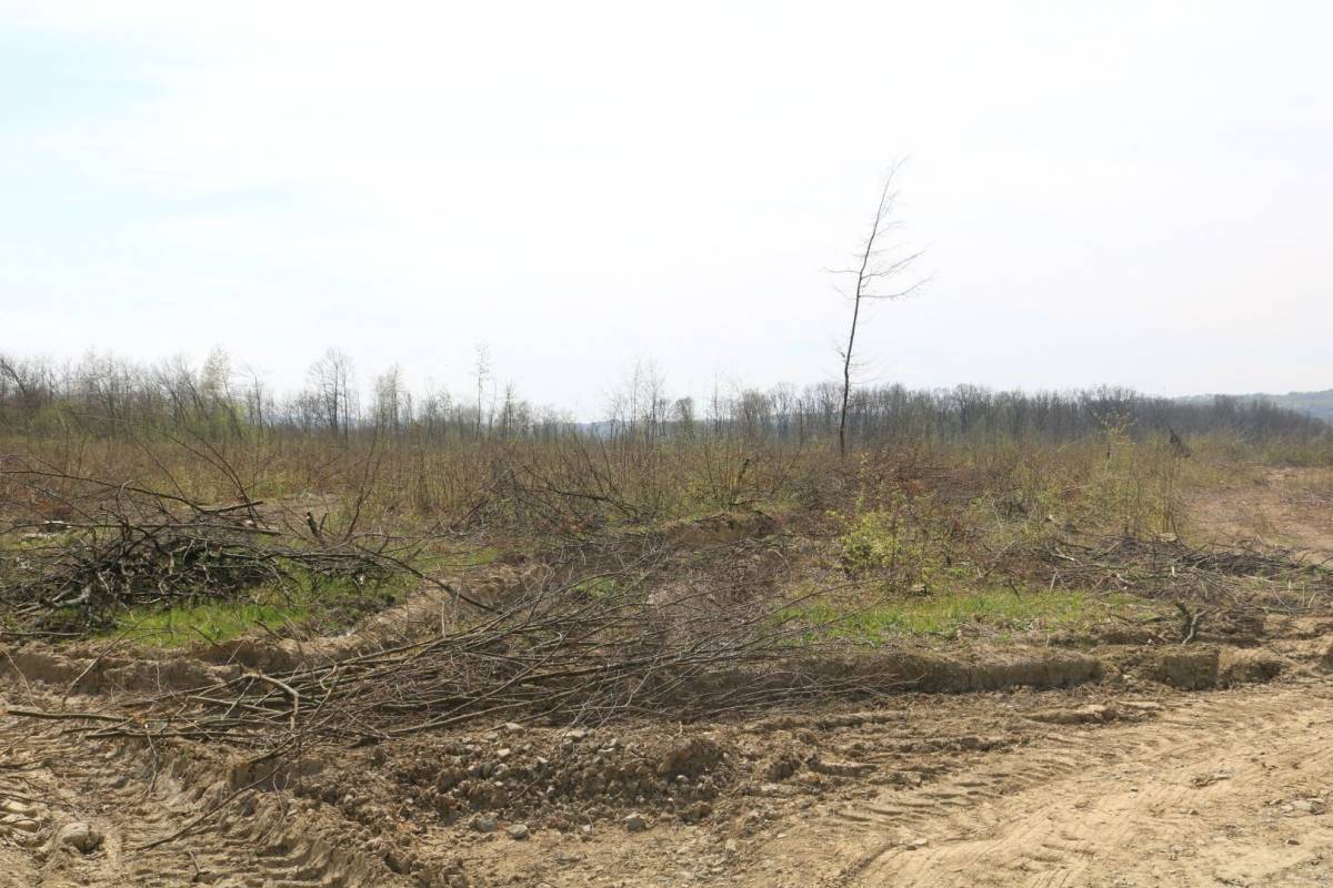 Hrvatske šume ʺkulturnoʺ kod Trapara porušili 150-to godišnje hrastove