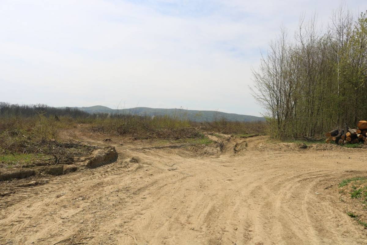 Hrvatske šume ʺkulturnoʺ kod Trapara porušili 150-to godišnje hrastove