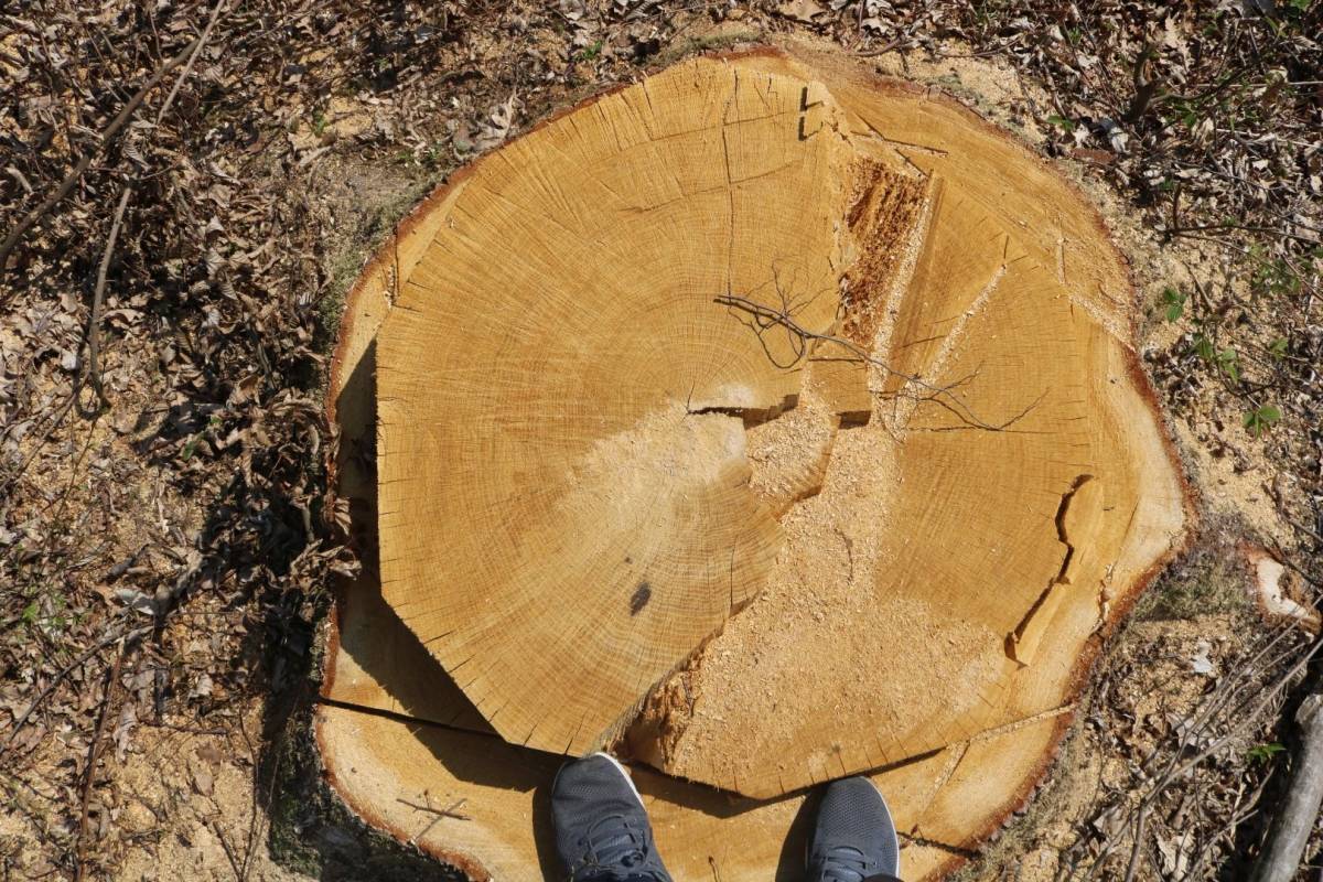 Hrvatske šume ʺkulturnoʺ kod Trapara porušili 150-to godišnje hrastove