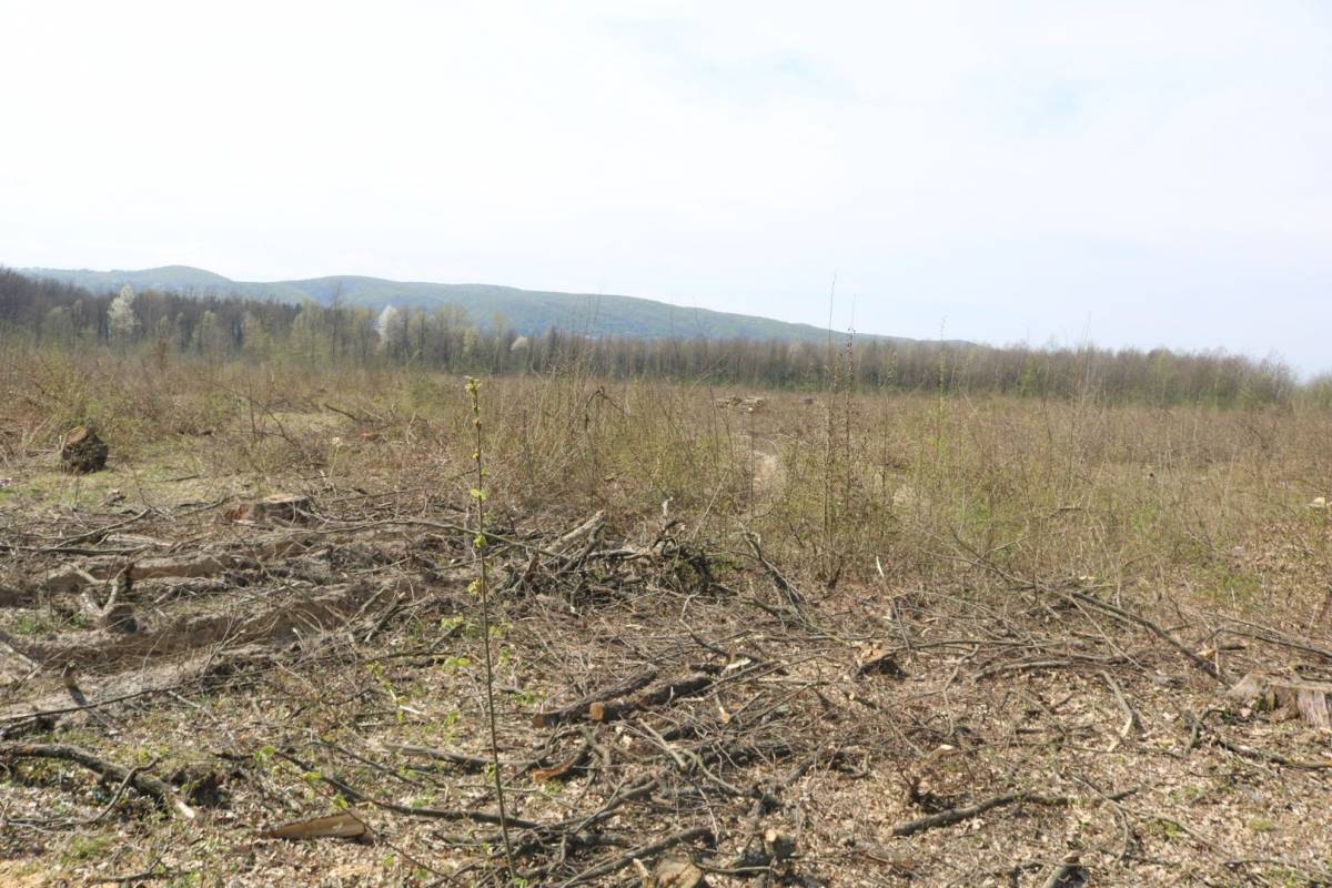 Hrvatske šume ʺkulturnoʺ kod Trapara porušili 150-to godišnje hrastove