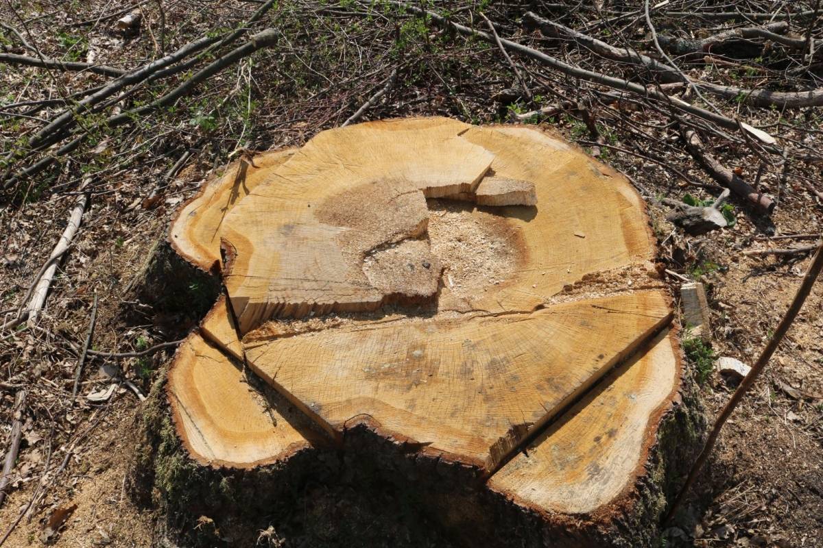 Hrvatske šume ʺkulturnoʺ kod Trapara porušili 150-to godišnje hrastove