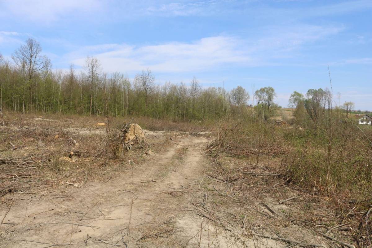 Hrvatske šume ʺkulturnoʺ kod Trapara porušili 150-to godišnje hrastove