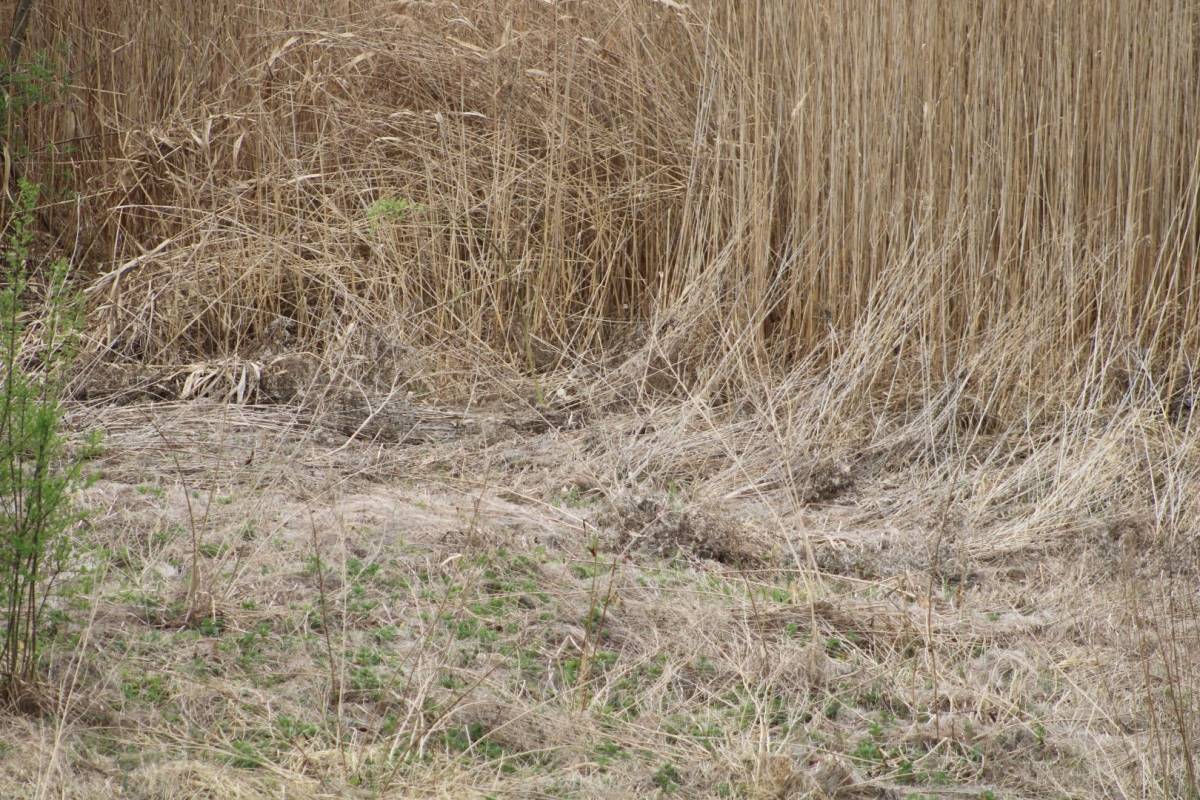 Mještani Ulice Hrvatskih branitelja: ʺGrad Požega svojim sugrađanima uzgaja lisice i zmije!ʺ