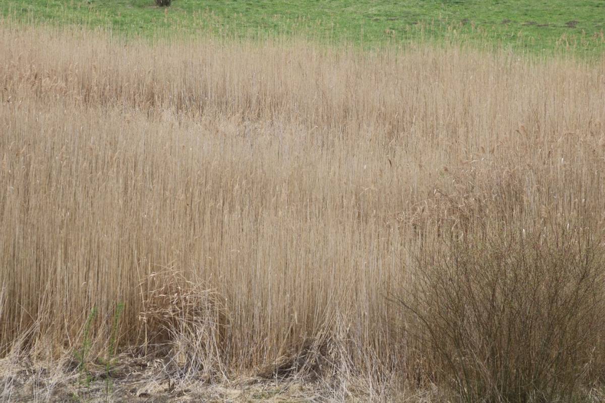 Mještani Ulice Hrvatskih branitelja: ʺGrad Požega svojim sugrađanima uzgaja lisice i zmije!ʺ