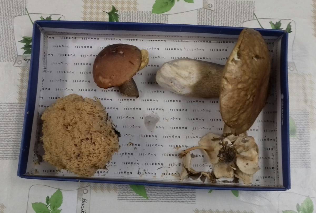 Otvorena sezona lova na varganje