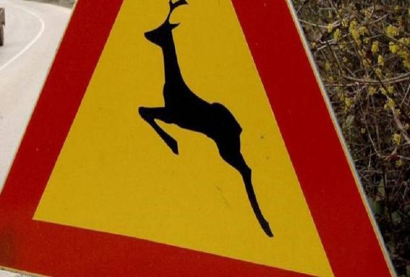 Na području PU požeško-slavonske u  2019. zabilježeno 228 naleta životinja na cesti