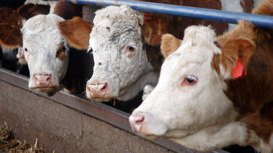 Znate li kako možete zaštiti svoje životinje kad temperatura prelazi 30°C?