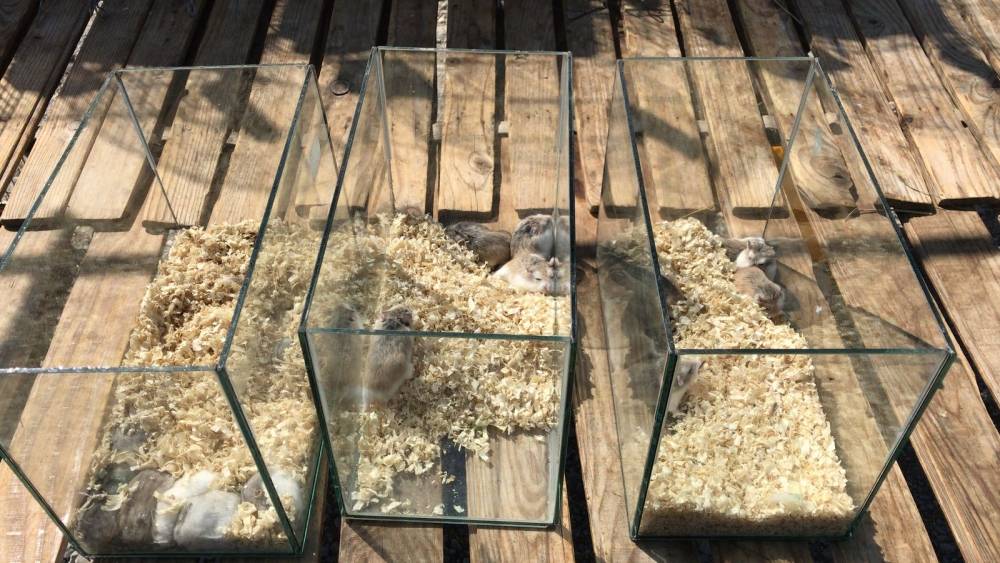 Bjelovarski sajam - Gudovac 6.4.2018.