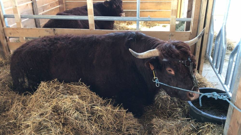 Bjelovarski sajam - Gudovac 6.4.2018.