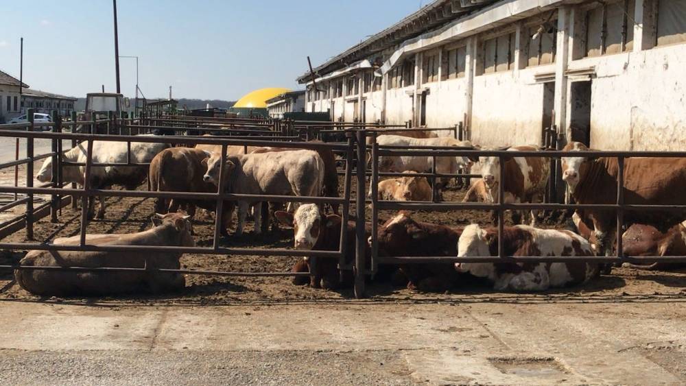 Bjelovarski sajam - Gudovac 6.4.2018.