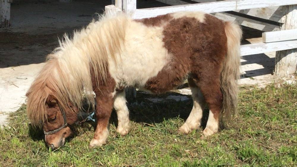 Bjelovarski sajam - Gudovac 6.4.2018.