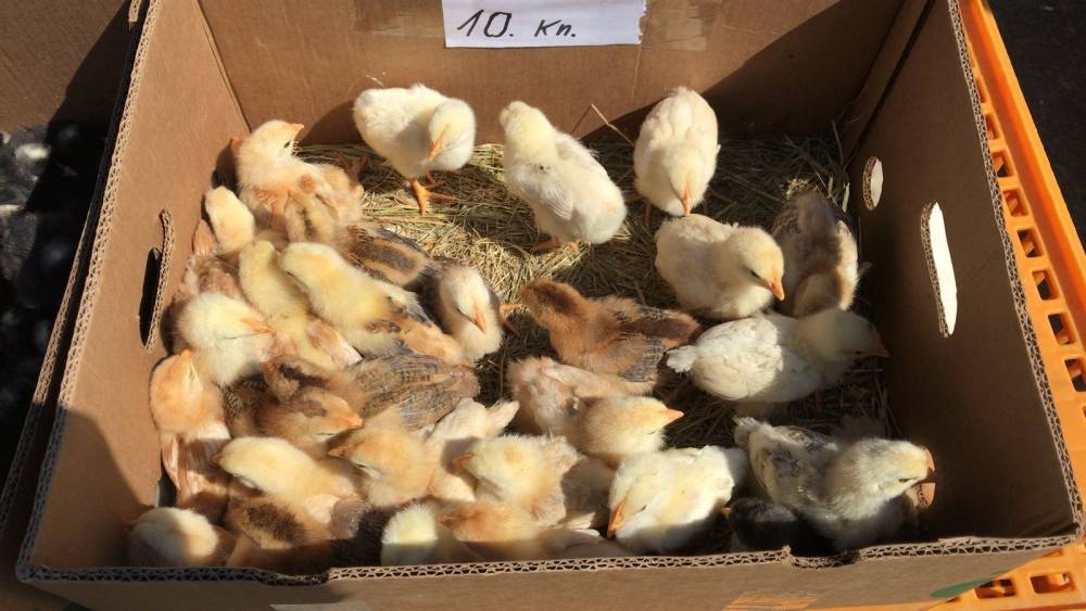 Bjelovarski sajam - Gudovac 6.4.2018.