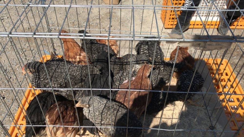 Bjelovarski sajam - Gudovac 6.4.2018.