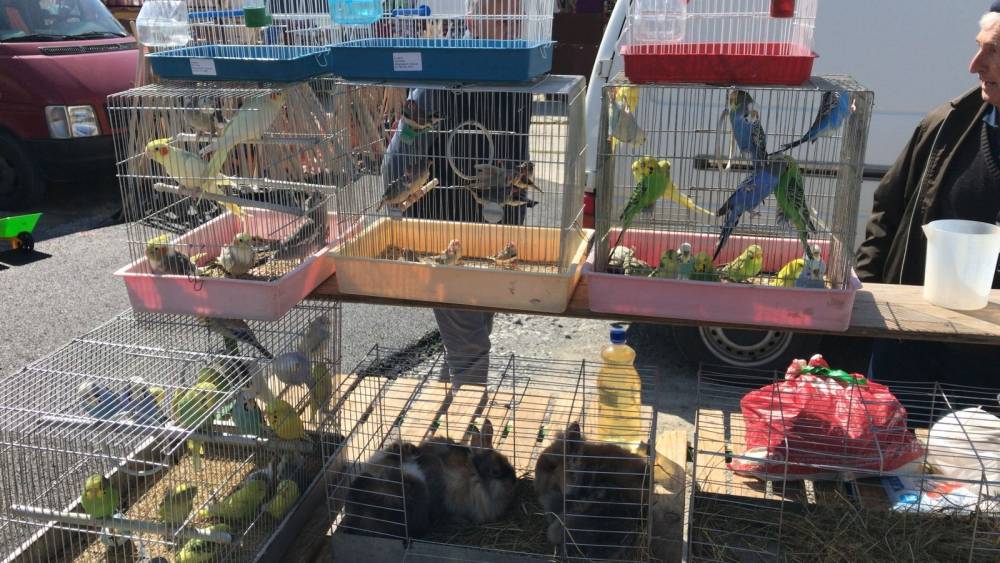 Bjelovarski sajam - Gudovac 6.4.2018.