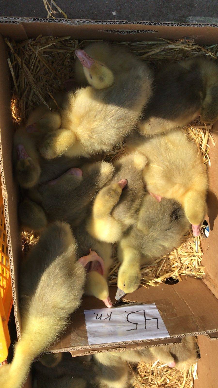 Bjelovarski sajam - Gudovac 6.4.2018.