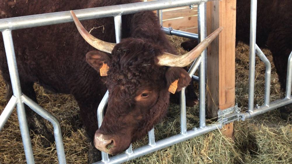 Bjelovarski sajam - Gudovac 6.4.2018.