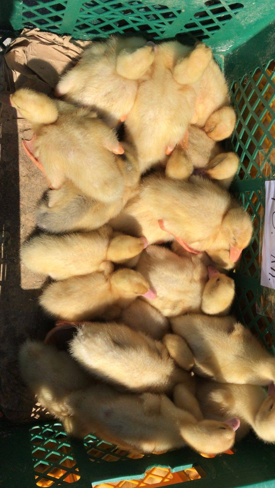 Bjelovarski sajam - Gudovac 6.4.2018.