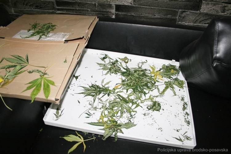 PLETERNICA: U obiteljskoj kući  kod 21-godišnjaka pronađena marihuana