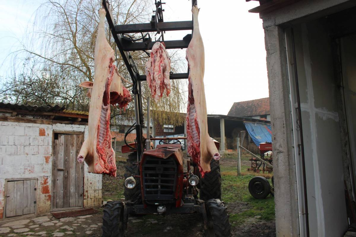 BEĆARAC O KLANJU: ʺNe prase se ni krmače više jer vlada nam novi namet piše!ʺ