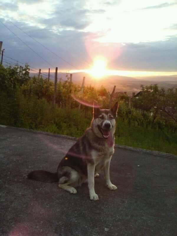 Na području Požege nestao pas po imenu Penny
