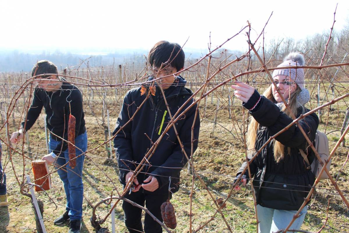 Prijavite se na 19. ʺŠkolu rezidbe vinove loze – Kaptol 2020.ʺ