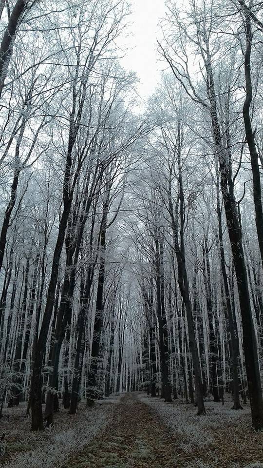 Tradicionalni uspon na najviši vrh Požeške gore – Kapavac (618 mnv)