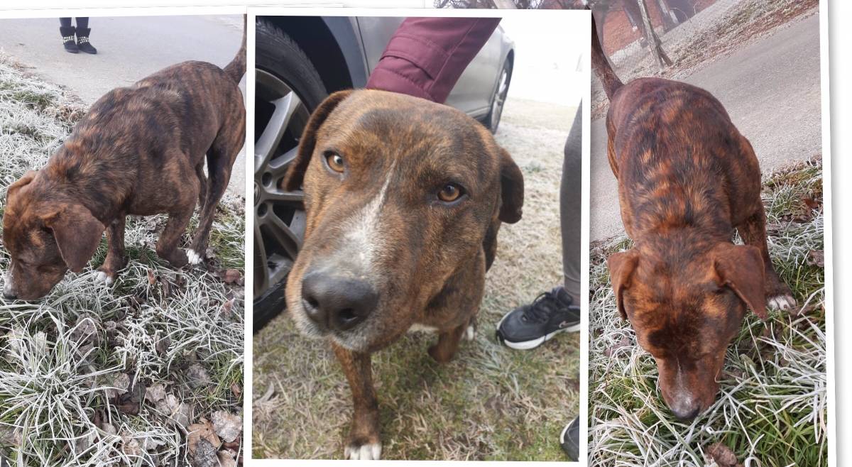 Ovaj tužni pas već danima hoda hladnim ulicama Vetova