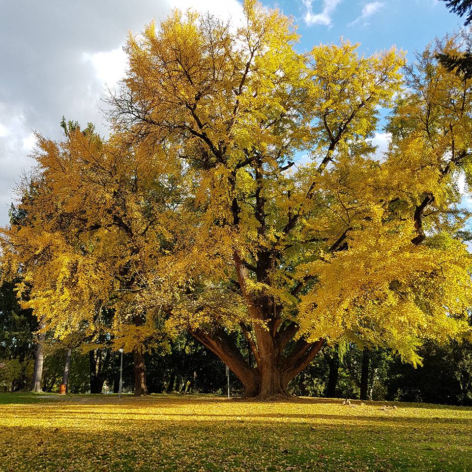 »Zaljubljeni ginko« iz Daruvara u konkurenciji za Europsko stablo godine 2020.