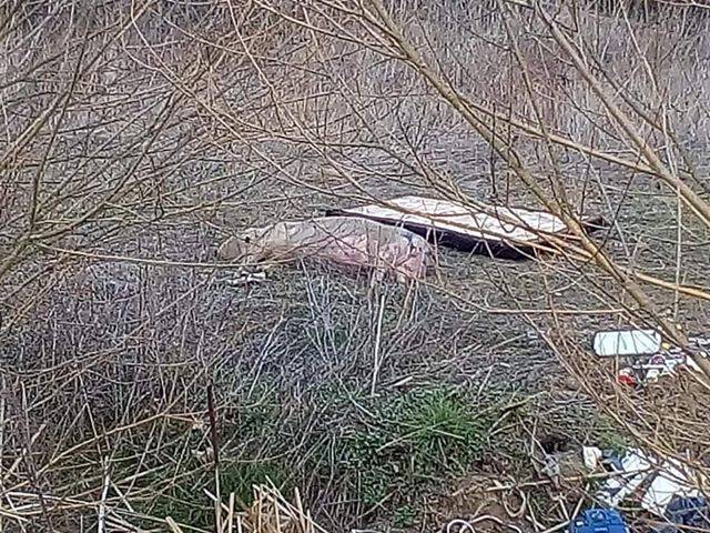 Netko je uz poljski put doslovno bacio uginulu svinju