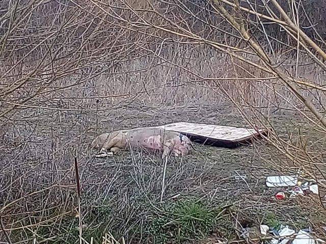Netko je uz poljski put doslovno bacio uginulu svinju 