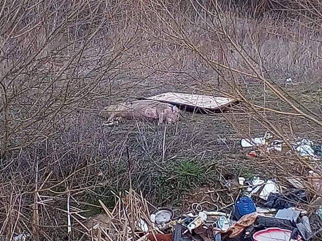 Netko je uz poljski put doslovno bacio uginulu svinju