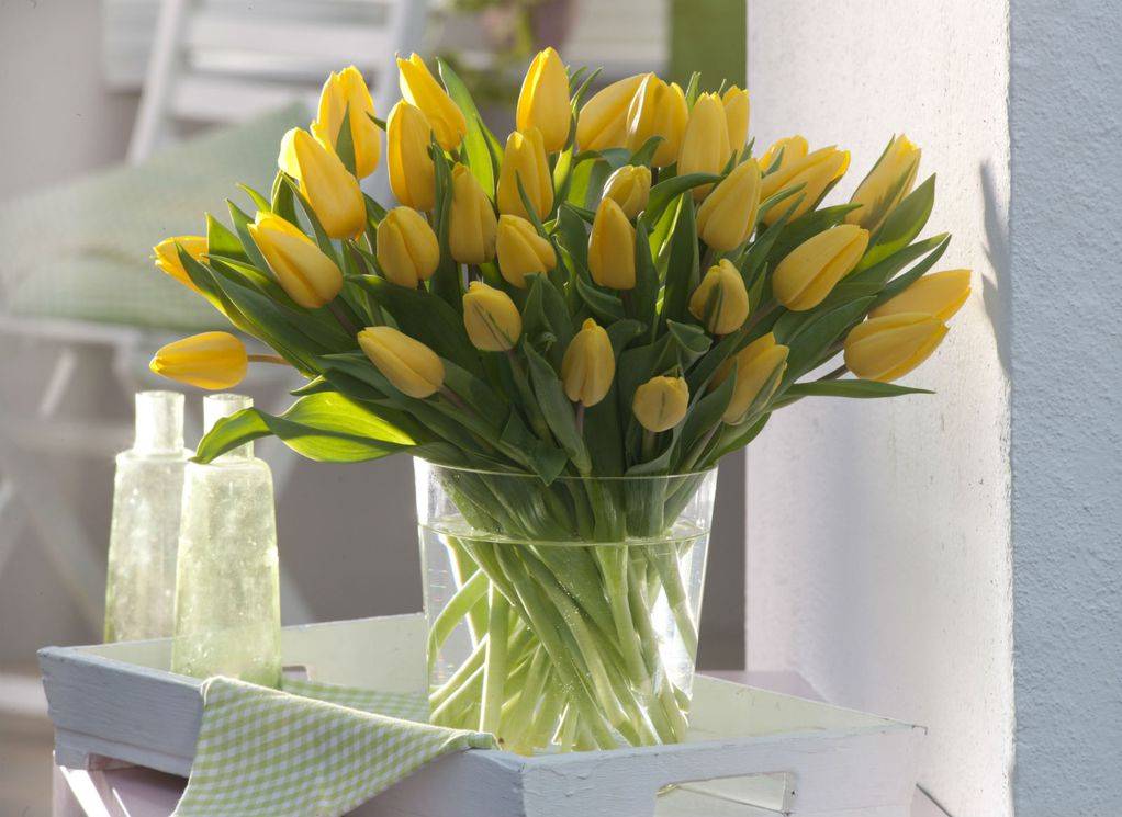 ZA LJUBITELJE TULIPANA: 10 savjeta kako da što dulje ostanu svježi u vazi