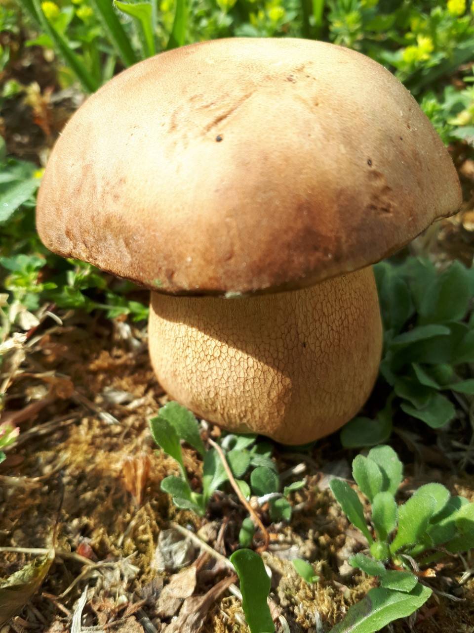 Vladimir Pejanović ubrao Prvi Požeški varganj 2020. god.