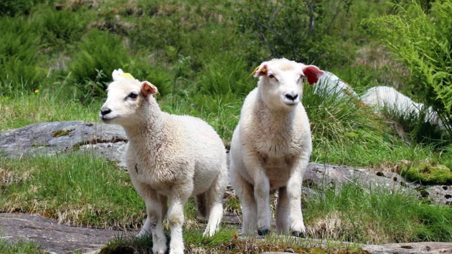 PRIJAVE U TIJEKU: Za pomoći proizvođačima tovne junadi, tovnih svinja i janjadi za klanje osigurano devet milijuna kuna