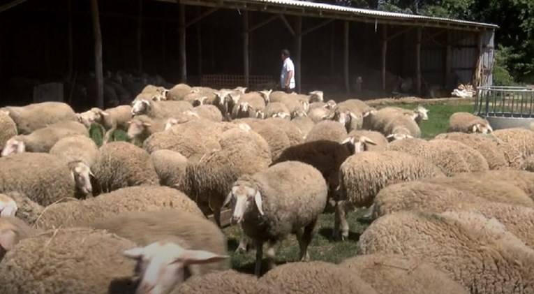 Stočari su očajni jer zbog korone nisu mogli prodati janjce 
