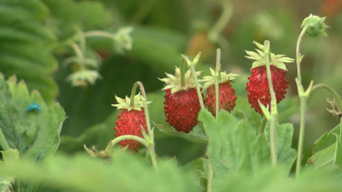 Požeška obitelj Miler je jedini proizvođač divljih jagoda u Hrvatskoj