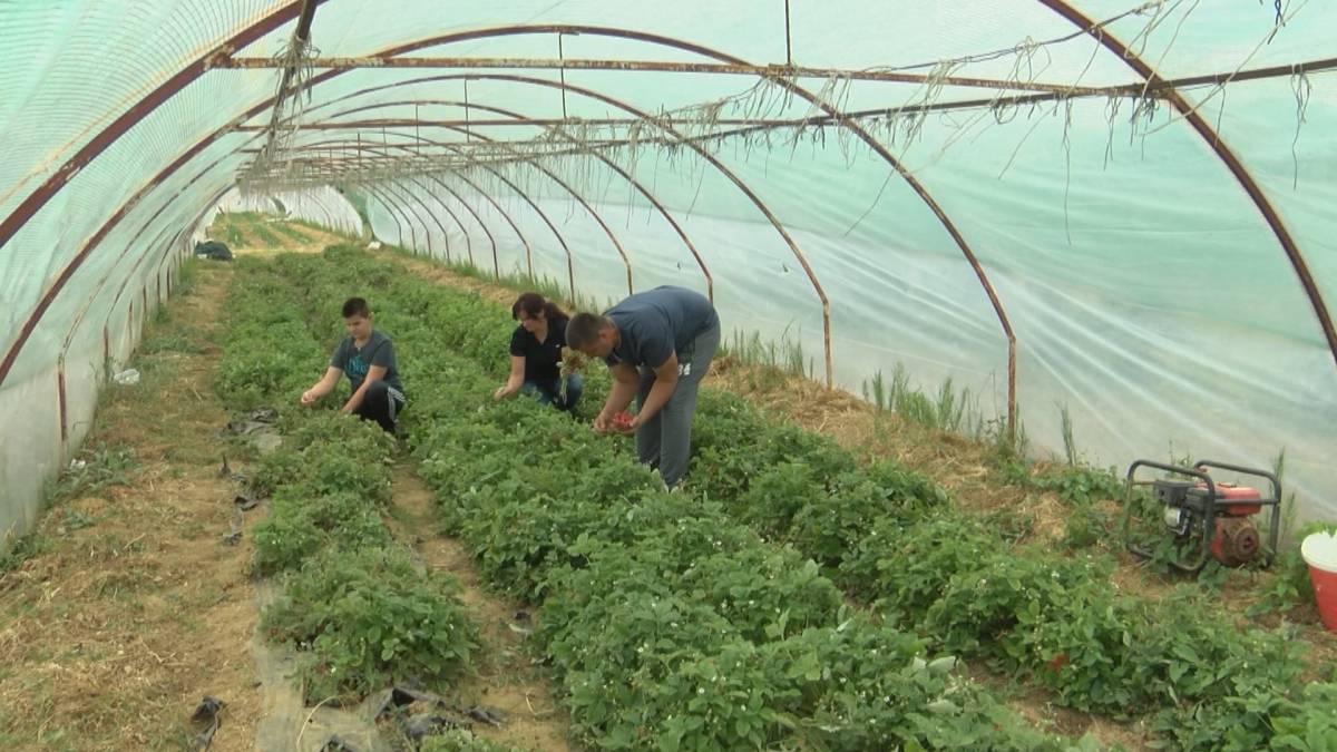 Požeška obitelj Miler je jedini proizvođač divljih jagoda u Hrvatskoj