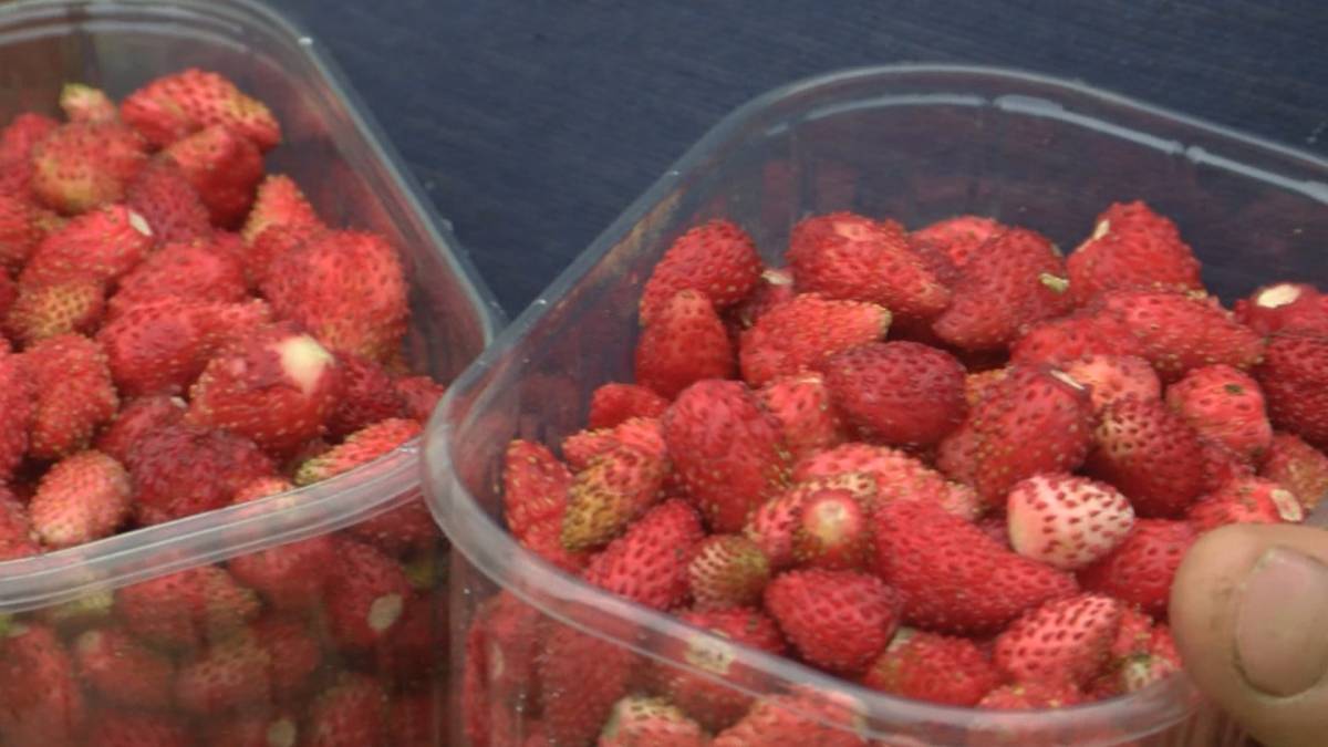 Požeška obitelj Miler je jedini proizvođač divljih jagoda u Hrvatskoj