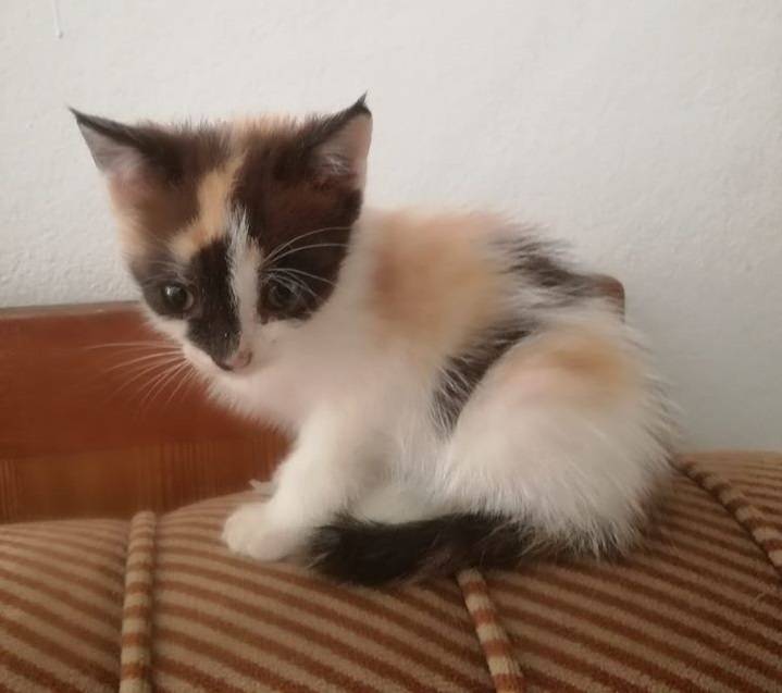 Udruga Sirius Požega traži udomitelja za dvije male mace