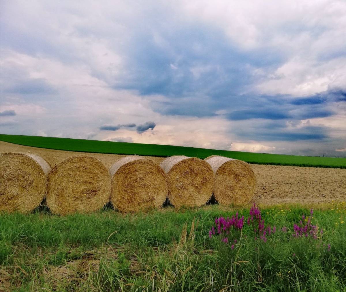 Fotografija Željke Ivanović iz Završja ʺSlavonska poljaʺ prikupila najviše online glasova na natječaju ʺVolim svoju županijuʺ