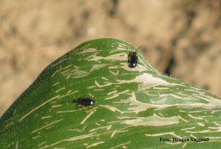 Lema stvara probleme, ratari provjerite svoje usjeve