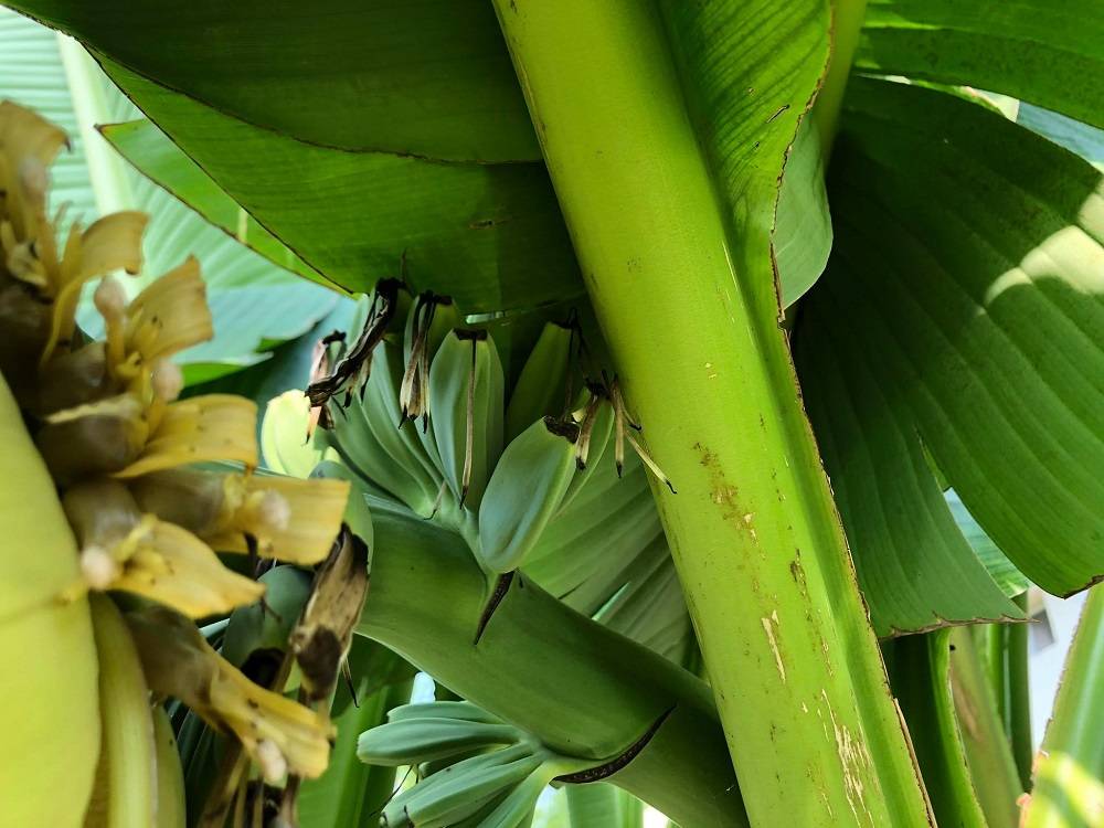 VJEROVALI ILI NE: U Slavoniji ćemo brati banane