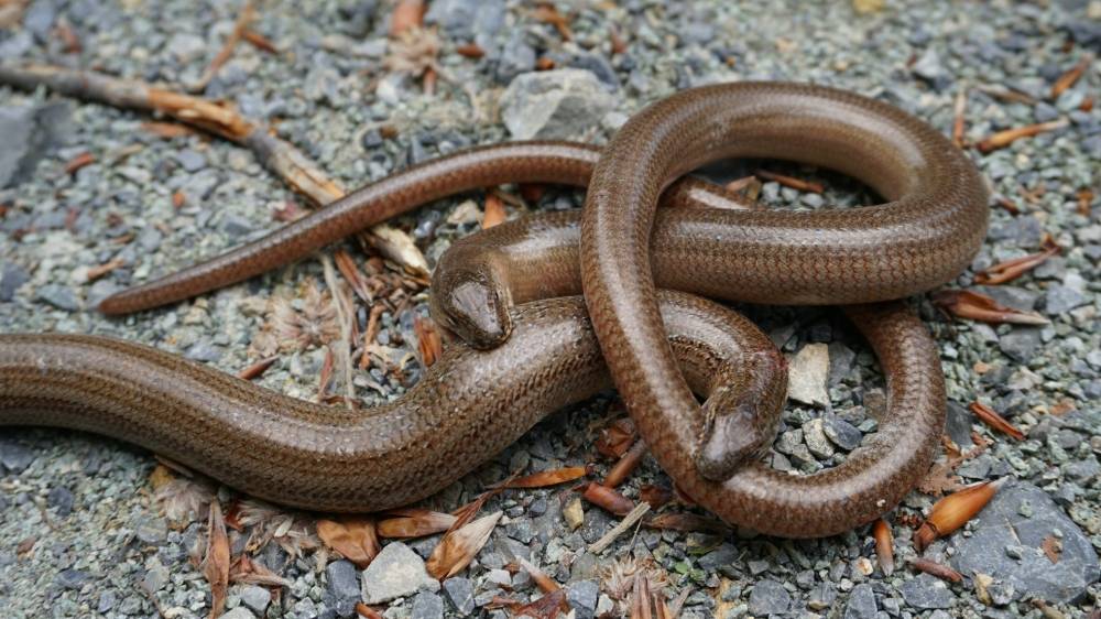 Uvijek je živo na Jankovcu